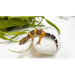Эублефар Tremper Albino самец Эублефар Tremper Albino самец