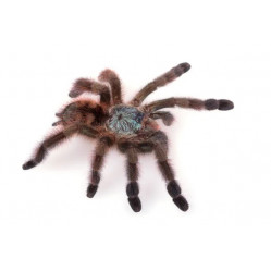 Caribena (Avicularia versicolor) - Авикулярия версиколор L3-4 Caribena (Avicularia versicolor) - Авикулярия версиколор L3-4