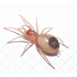Brachypelma smithi - Брахипельма смити L2-3