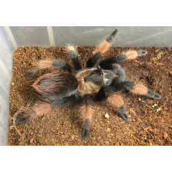 Паук-птицееед Brachypelma emilia - самка от 3 см 