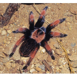 Паук-птицееед Брахипельма клааси (Brachypelma klaasi) - самка 3-4 см 
