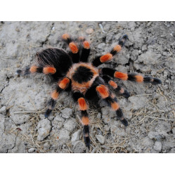 Паук-птицеед Brachypelma smithi - самка 2-3 см