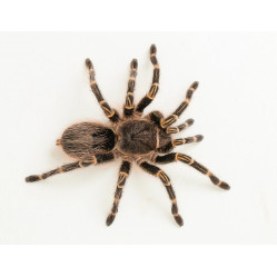 Grammostola pulchrapes (Граммостола золотополосая) - самка 2 см
