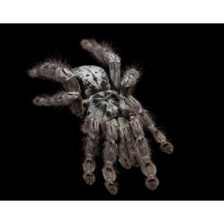 Паук-птицеед Heteroscodra maculata (Гетероскодра макулята) самка - 2см 