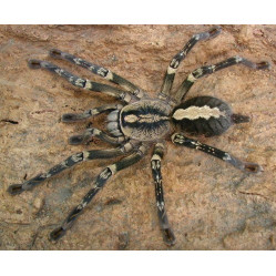 Бахромчатый украшенный паук-птицеед (Poecilotheria ornata) самка - 3 см 